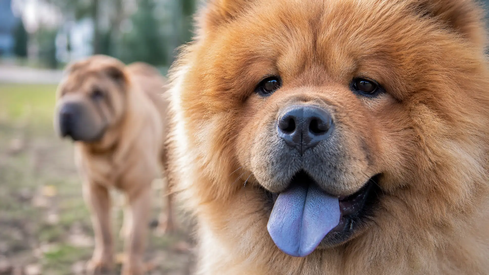 Immagine editoriale relativa a: Perché alcuni cani hanno la lingua blu o maculata?